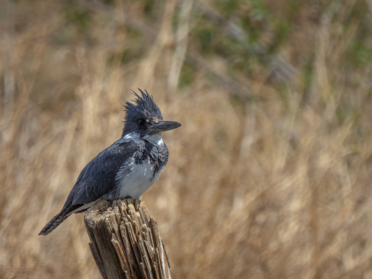 Belted Kingfisher - ML617592405