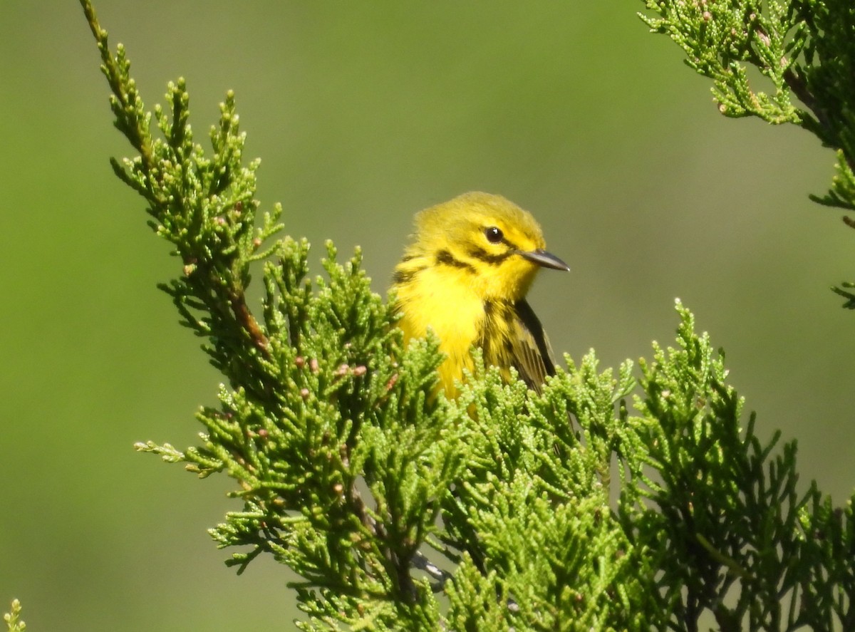 Prairie Warbler - ML617592424