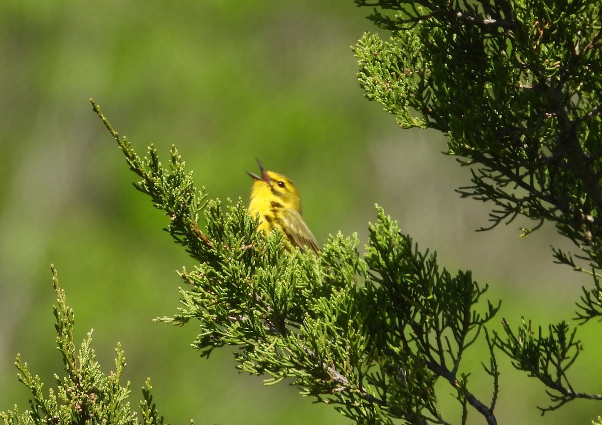 Prairie Warbler - ML617592425