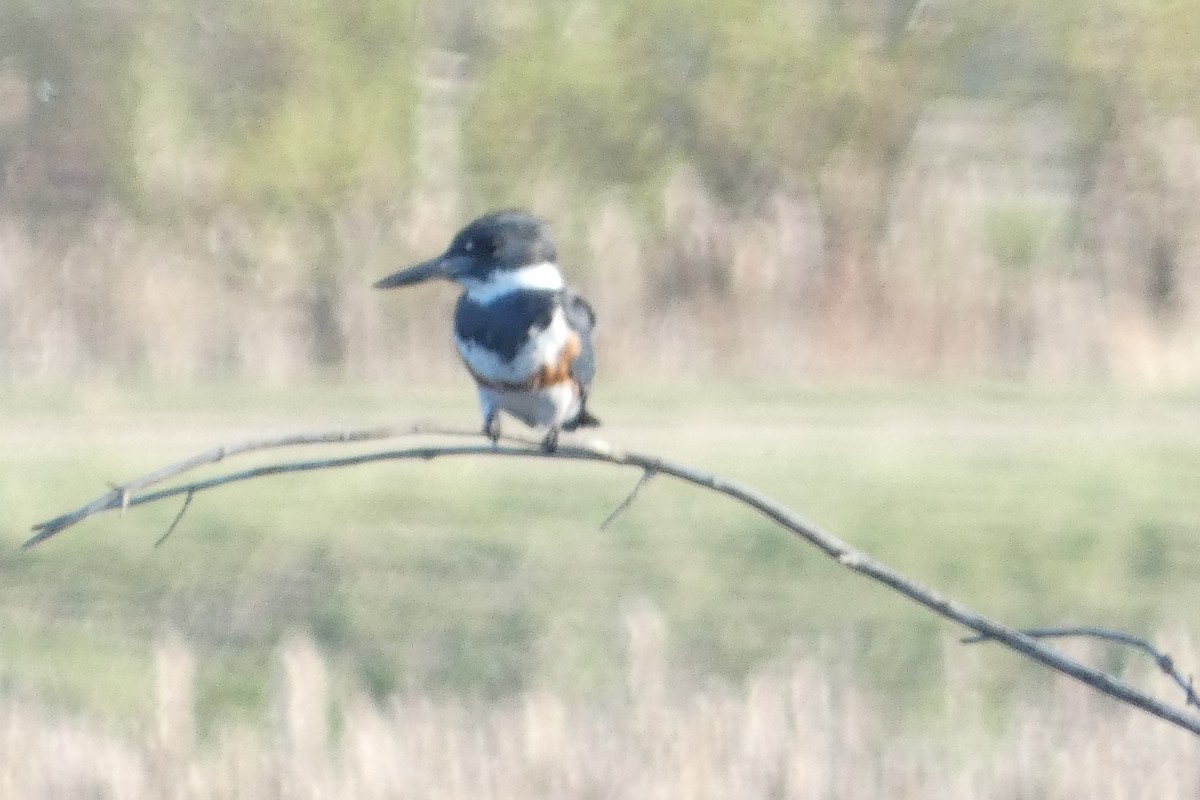 Belted Kingfisher - Andrew Hillman