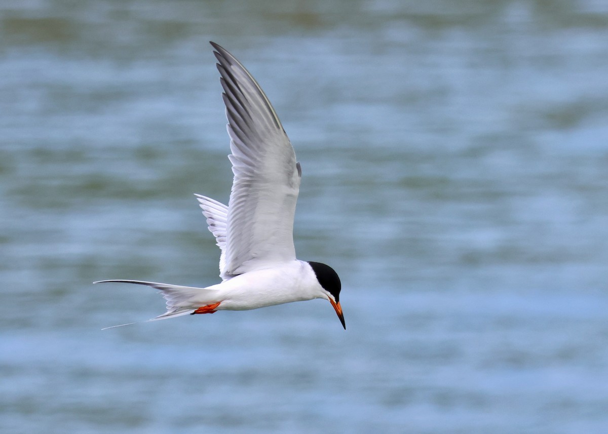 Forster's Tern - ML617592447