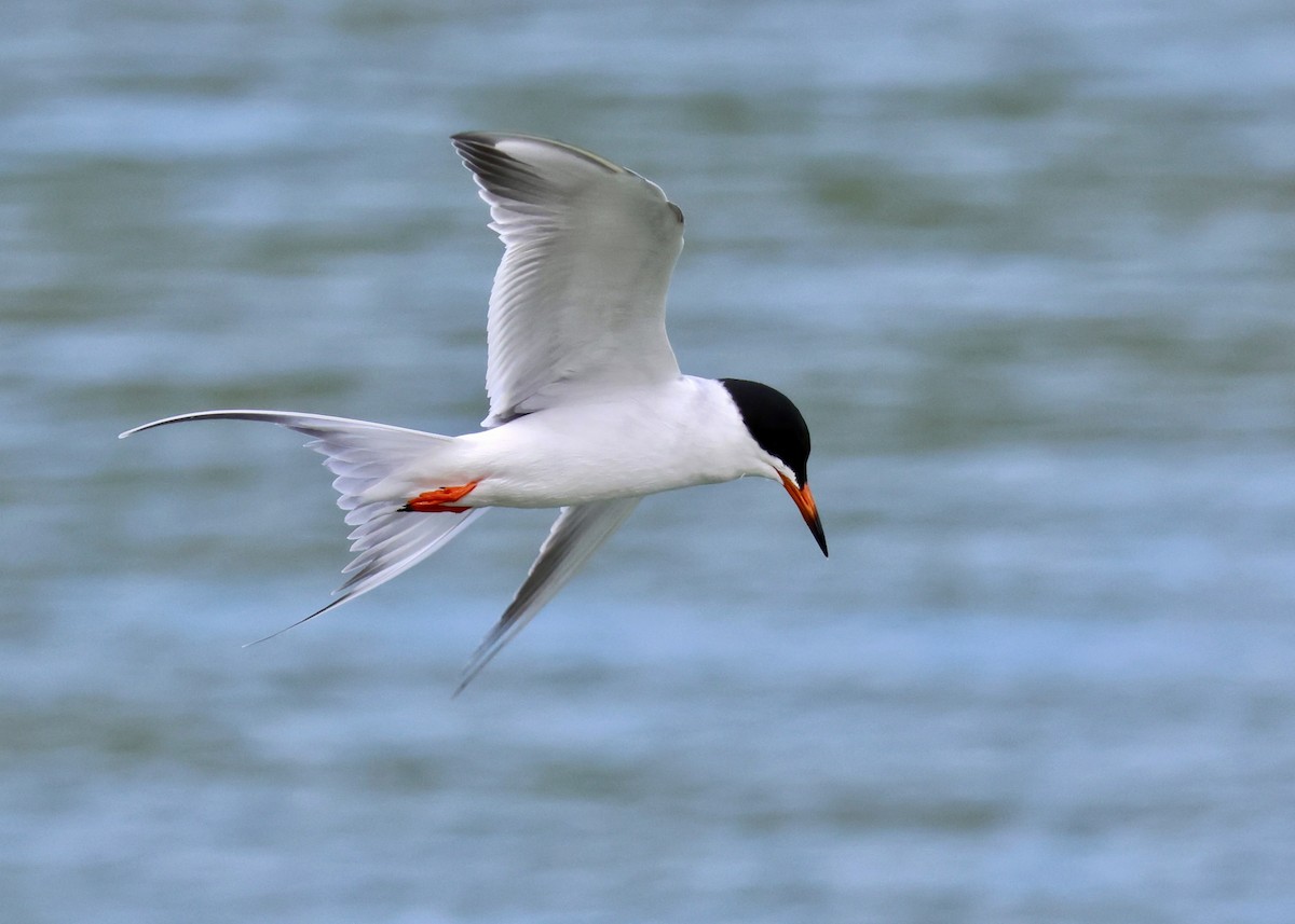 Forster's Tern - ML617592448