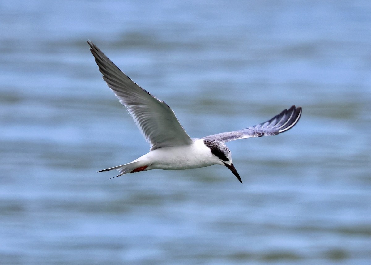 Forster's Tern - ML617592449