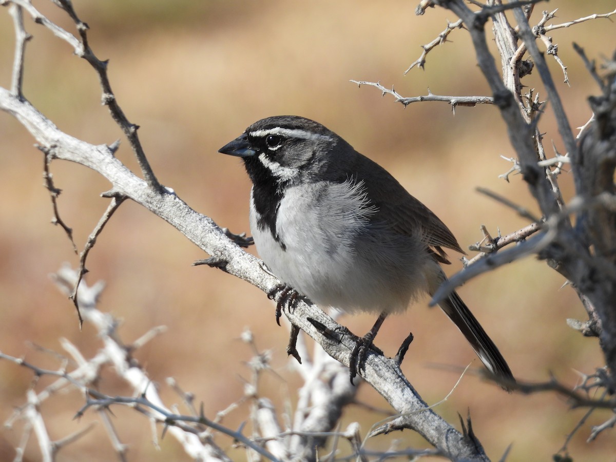 Black-throated Sparrow - ML617592465