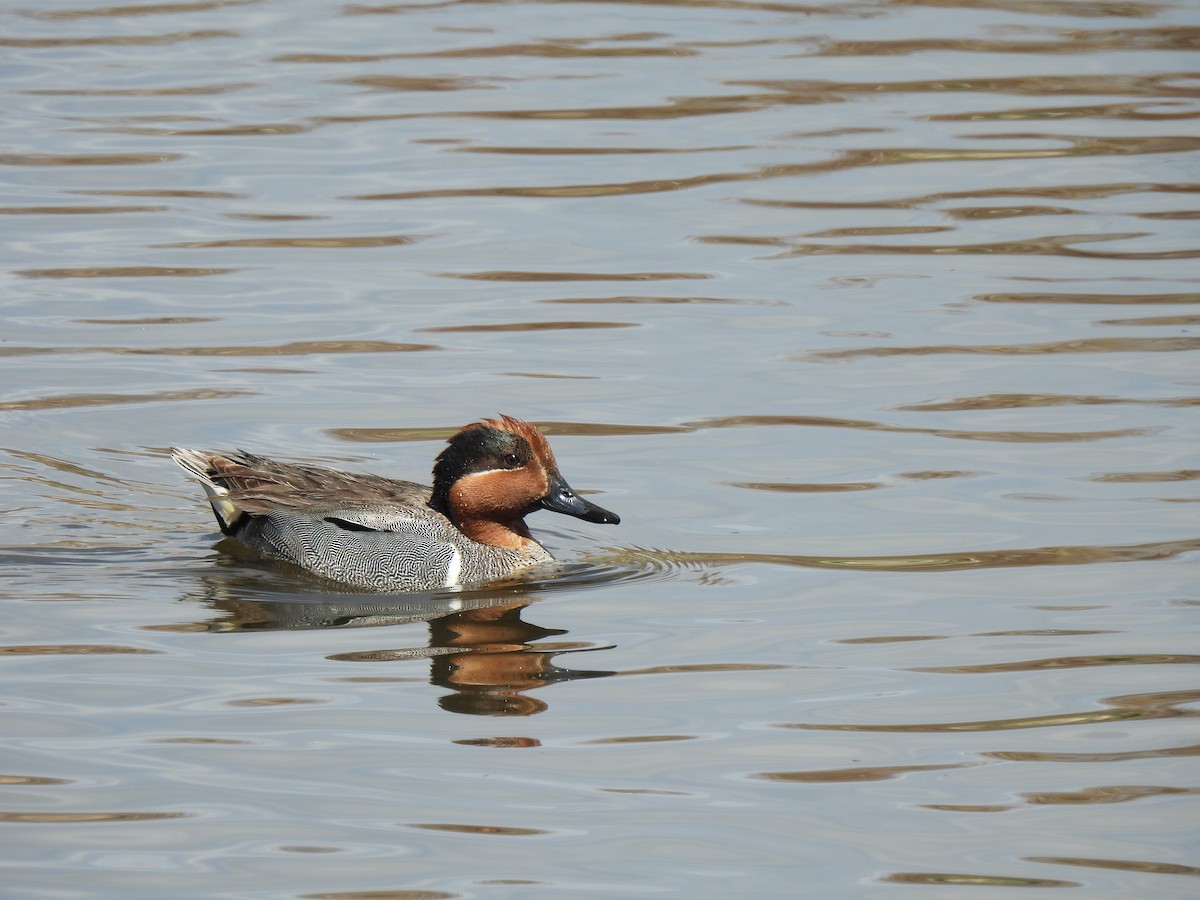 Green-winged Teal - ML617592506