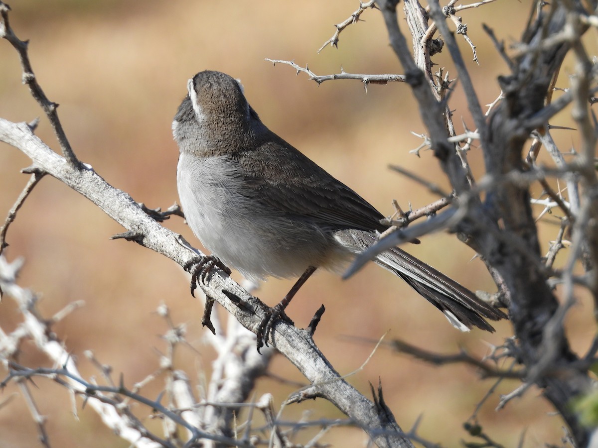 Black-throated Sparrow - ML617592557