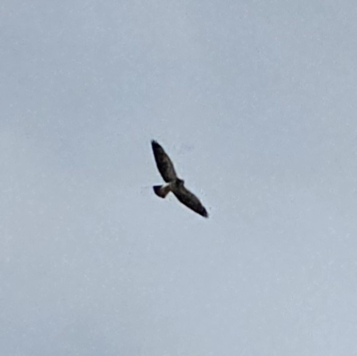 Swainson's Hawk - ML617592564