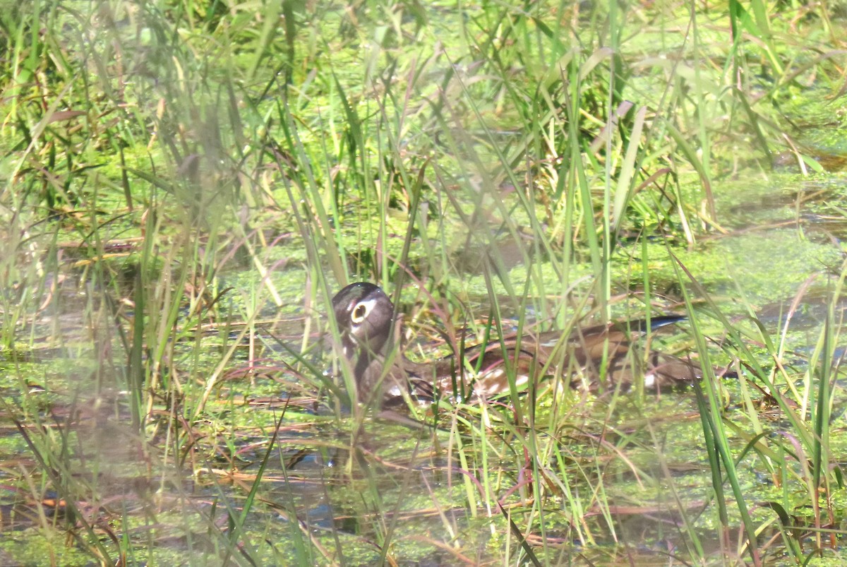 Wood Duck - ML617592565