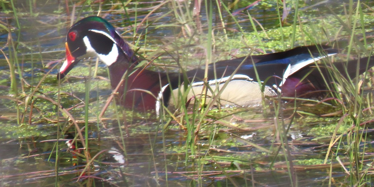 Wood Duck - ML617592574