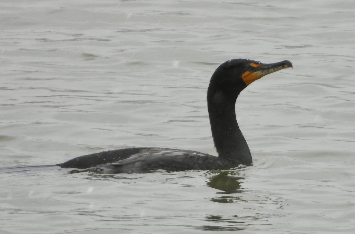 Double-crested Cormorant - ML617592588