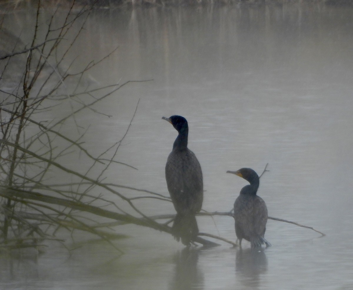 Cormoran à aigrettes - ML617592591