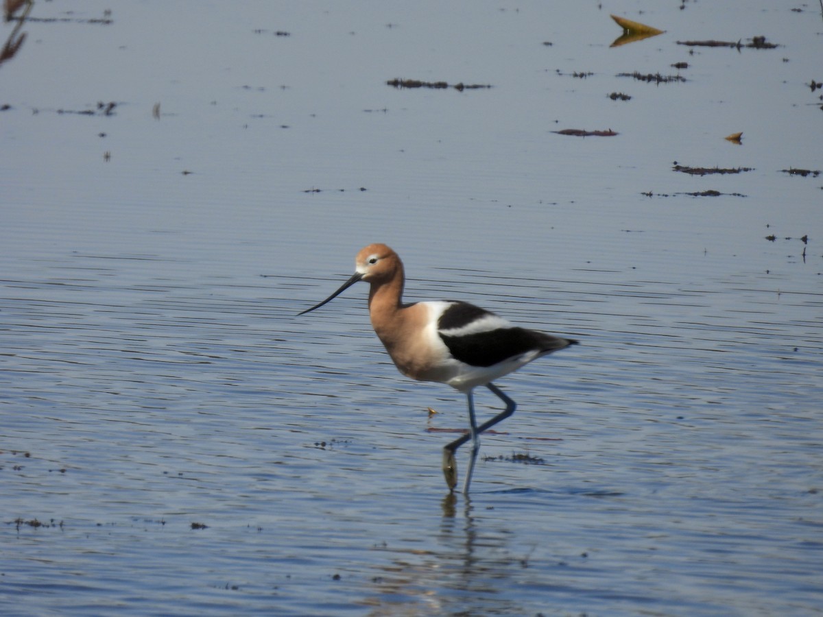 Avocette d'Amérique - ML617592598