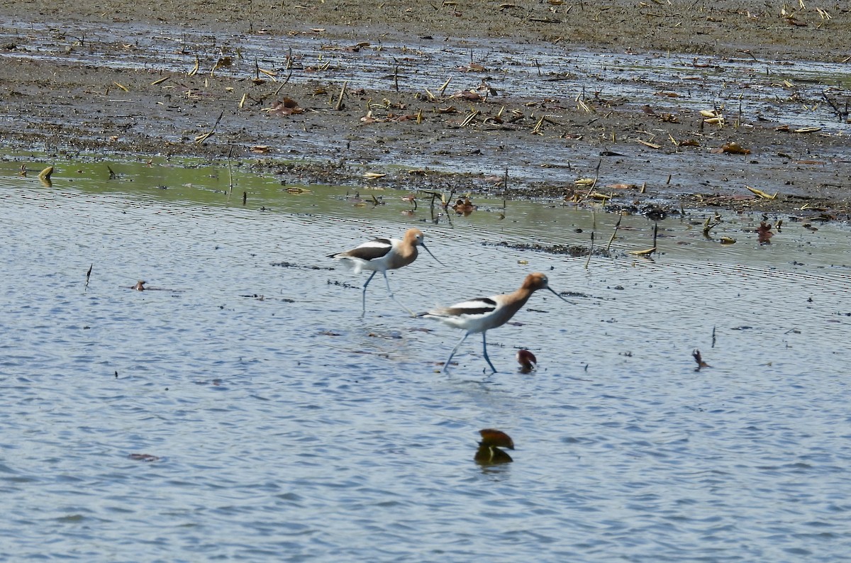 Avoceta Americana - ML617592600