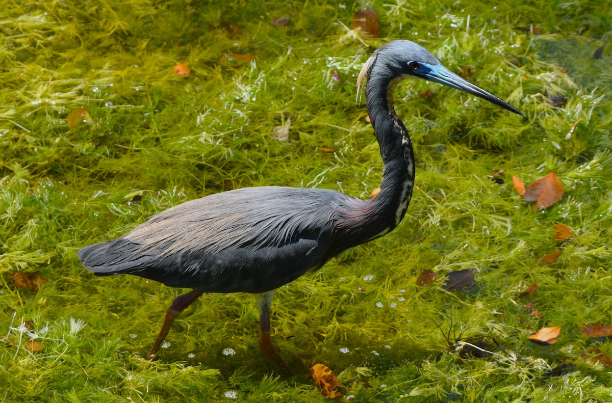 Tricolored Heron - John Dreves