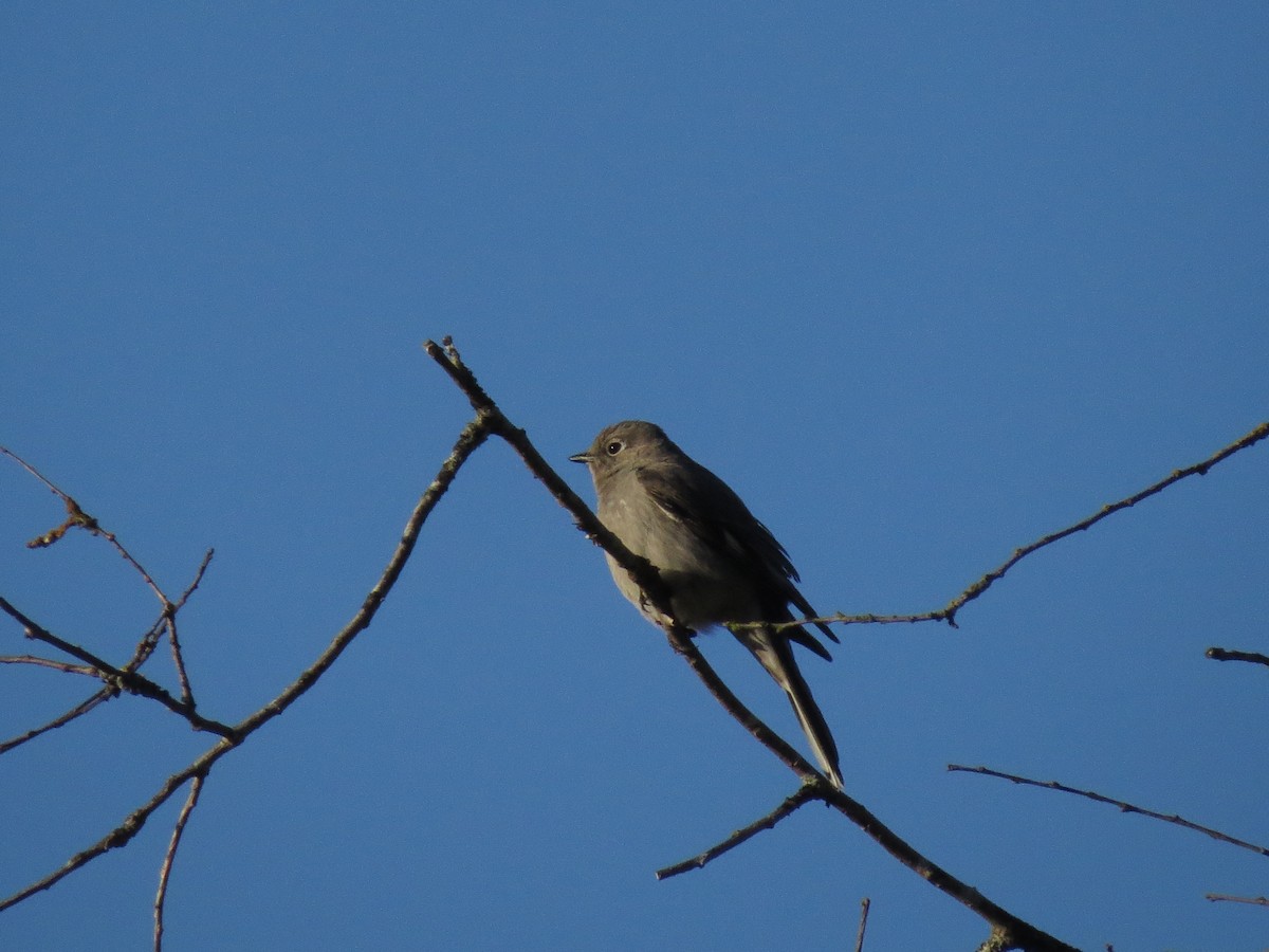 Townsend's Solitaire - ML617592646