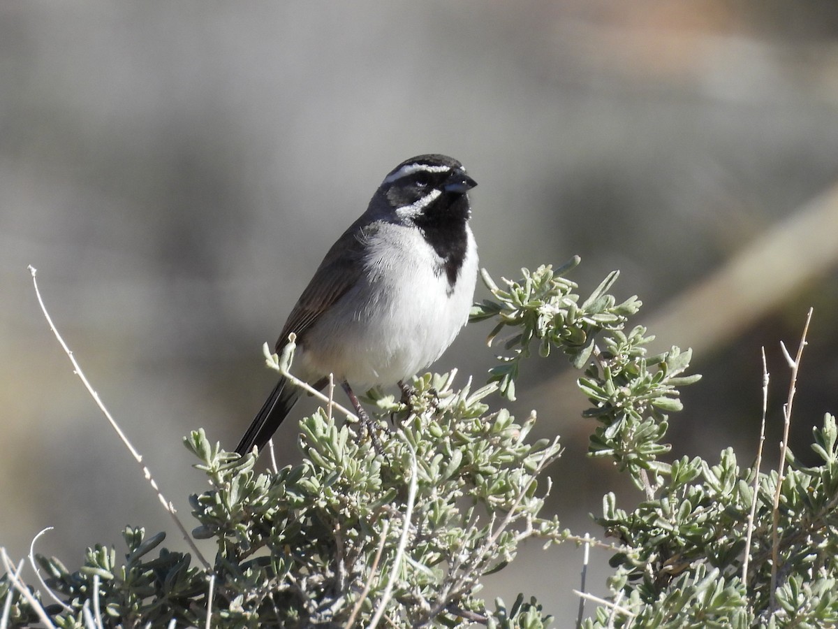 Black-throated Sparrow - ML617592647