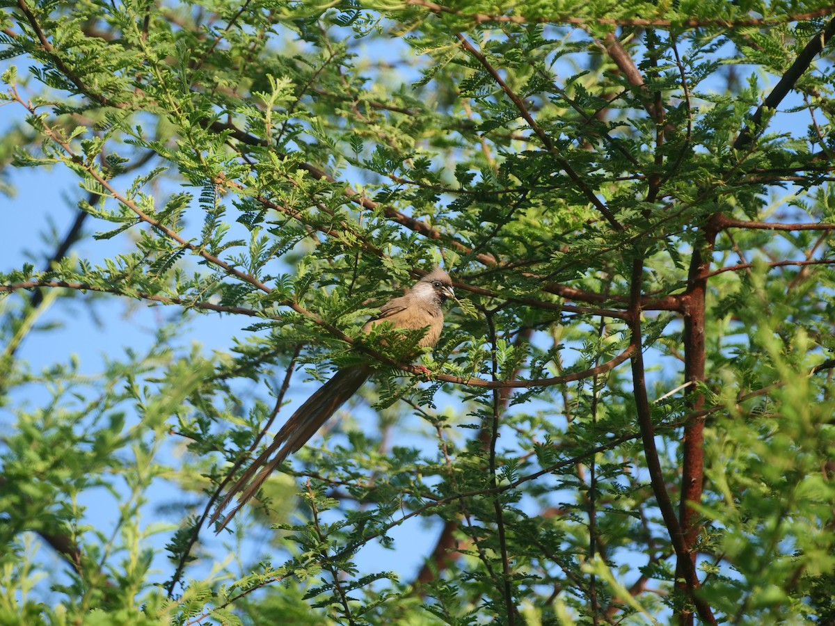 Speckled Mousebird - ML617592660