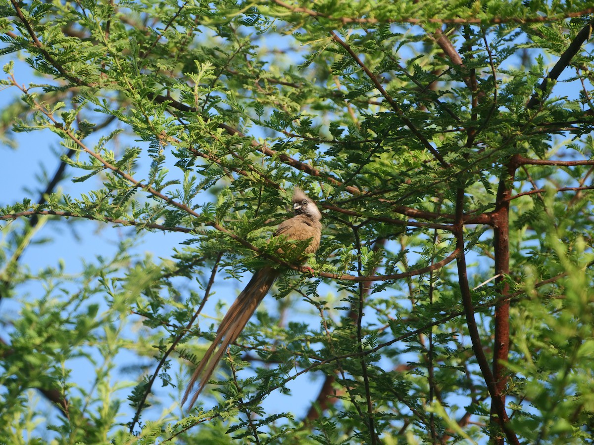 Pájaro Ratón Común - ML617592661