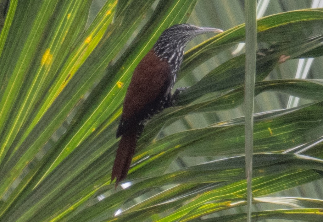 Point-tailed Palmcreeper - ML617592668