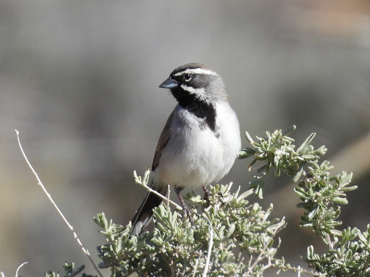 Black-throated Sparrow - ML617592670