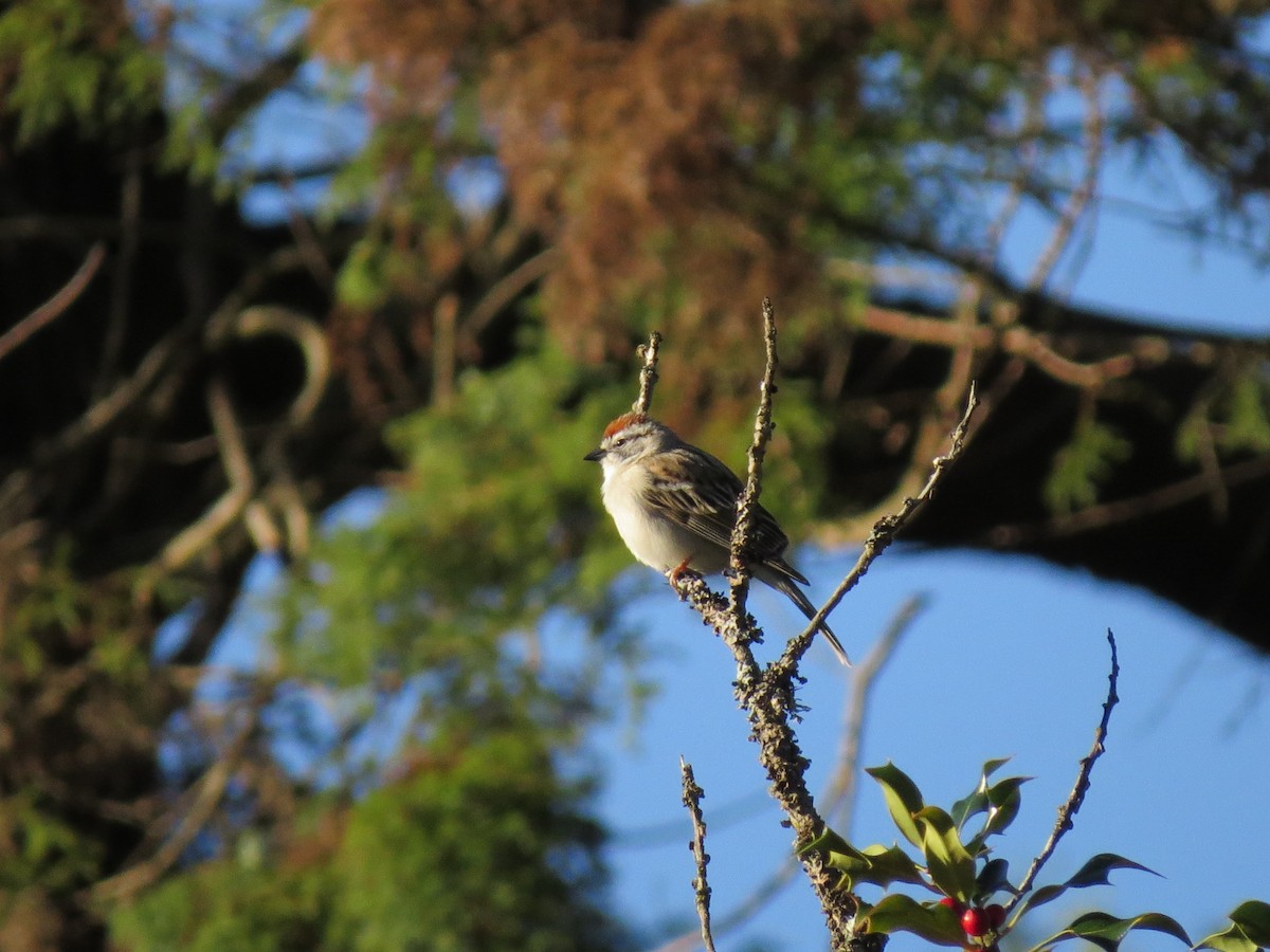 Chipping Sparrow - ML617592679