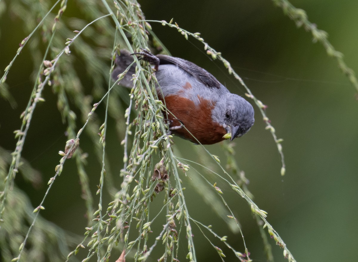 Chestnut-bellied Seedeater - ML617592704