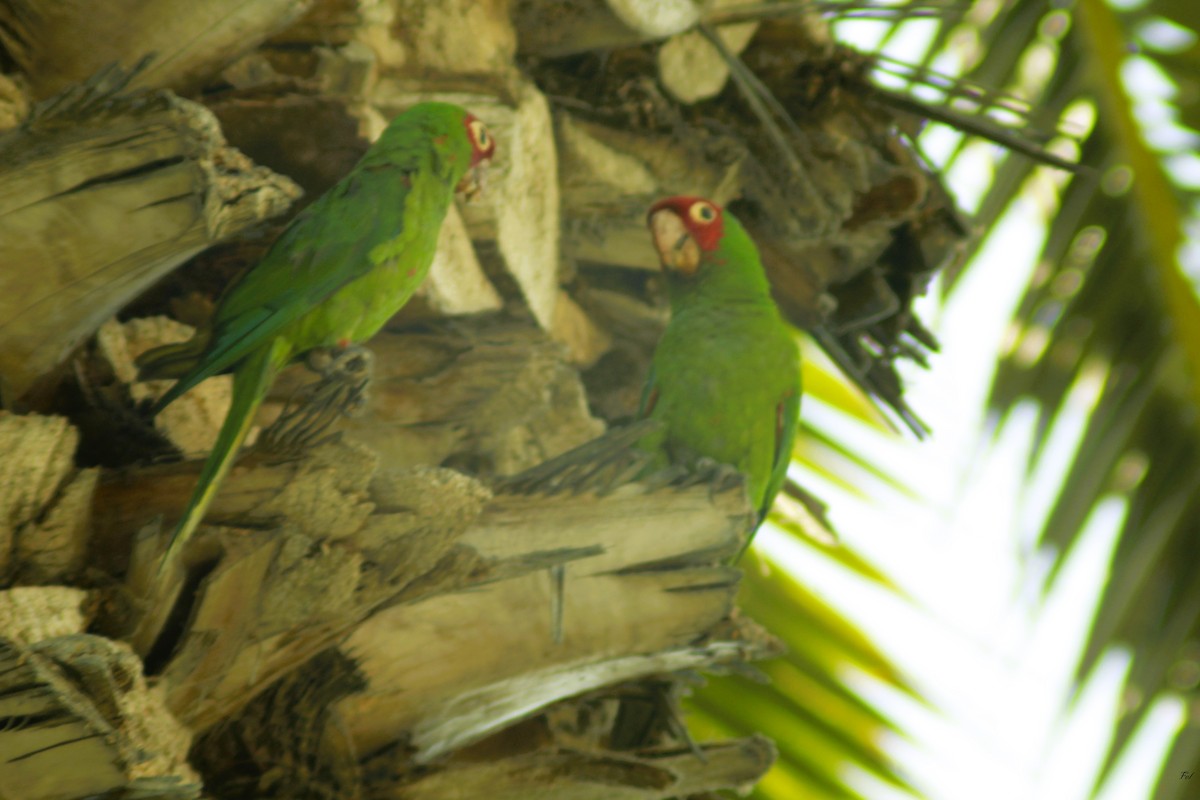 Guayaquil Papağanı - ML617592778