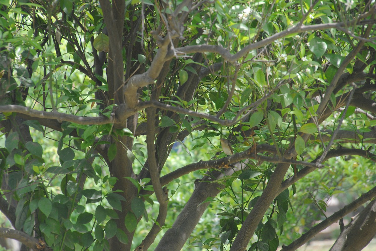 Red-breasted Flycatcher - ML617592789
