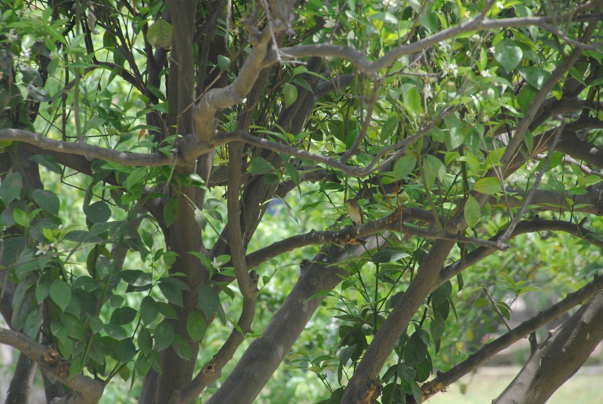 Red-breasted Flycatcher - ML617592790