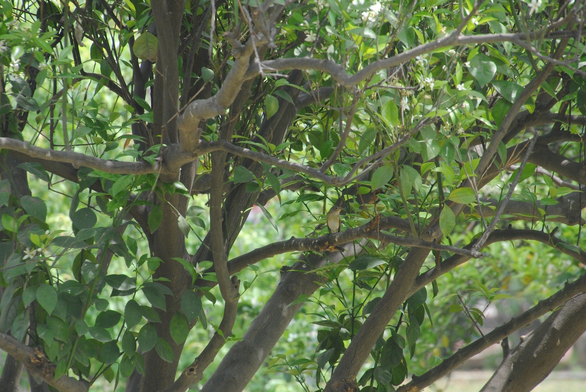 Red-breasted Flycatcher - ML617592791
