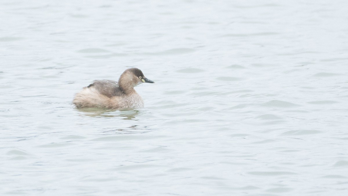 Little Grebe - ML617592826