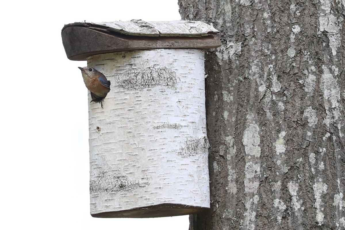 Eastern Bluebird - ML617592847