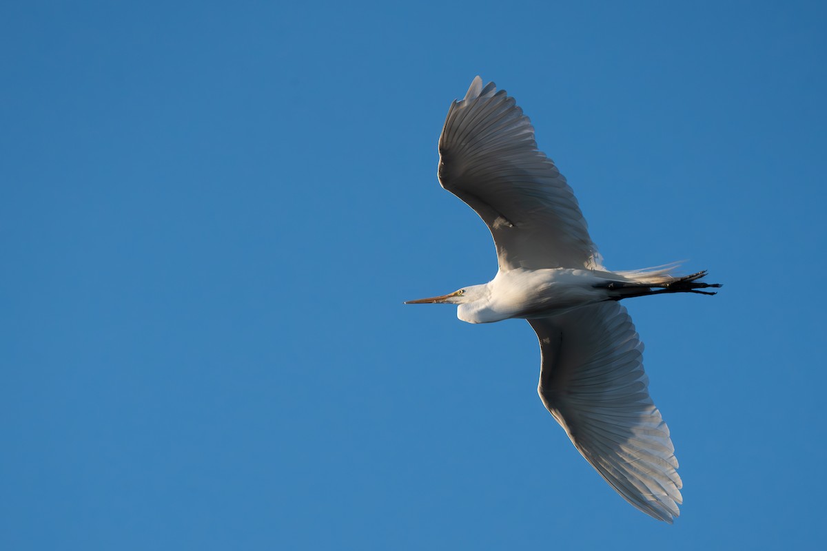 Great Egret - ML617592860