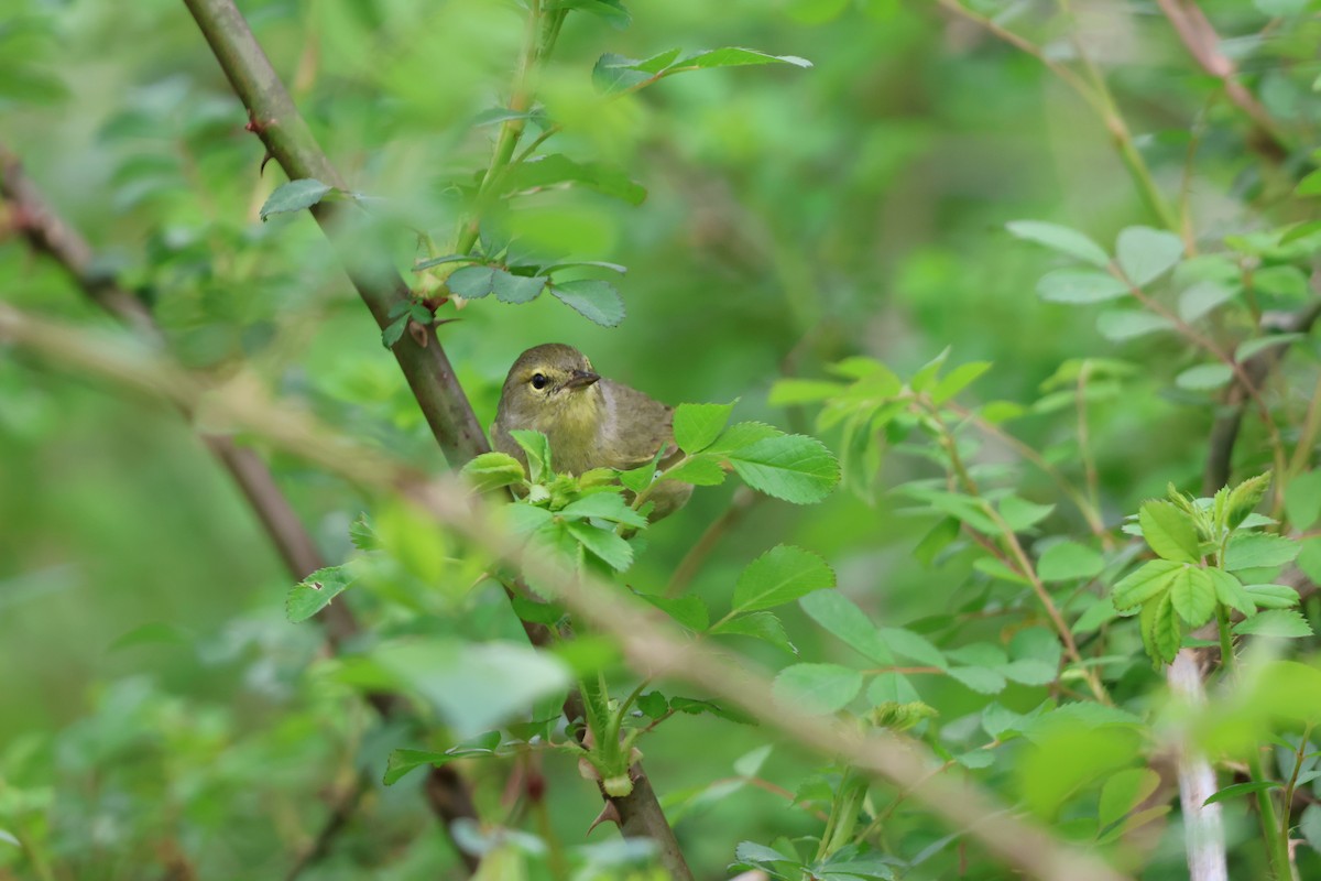 Orange-crowned Warbler - Janice Farral