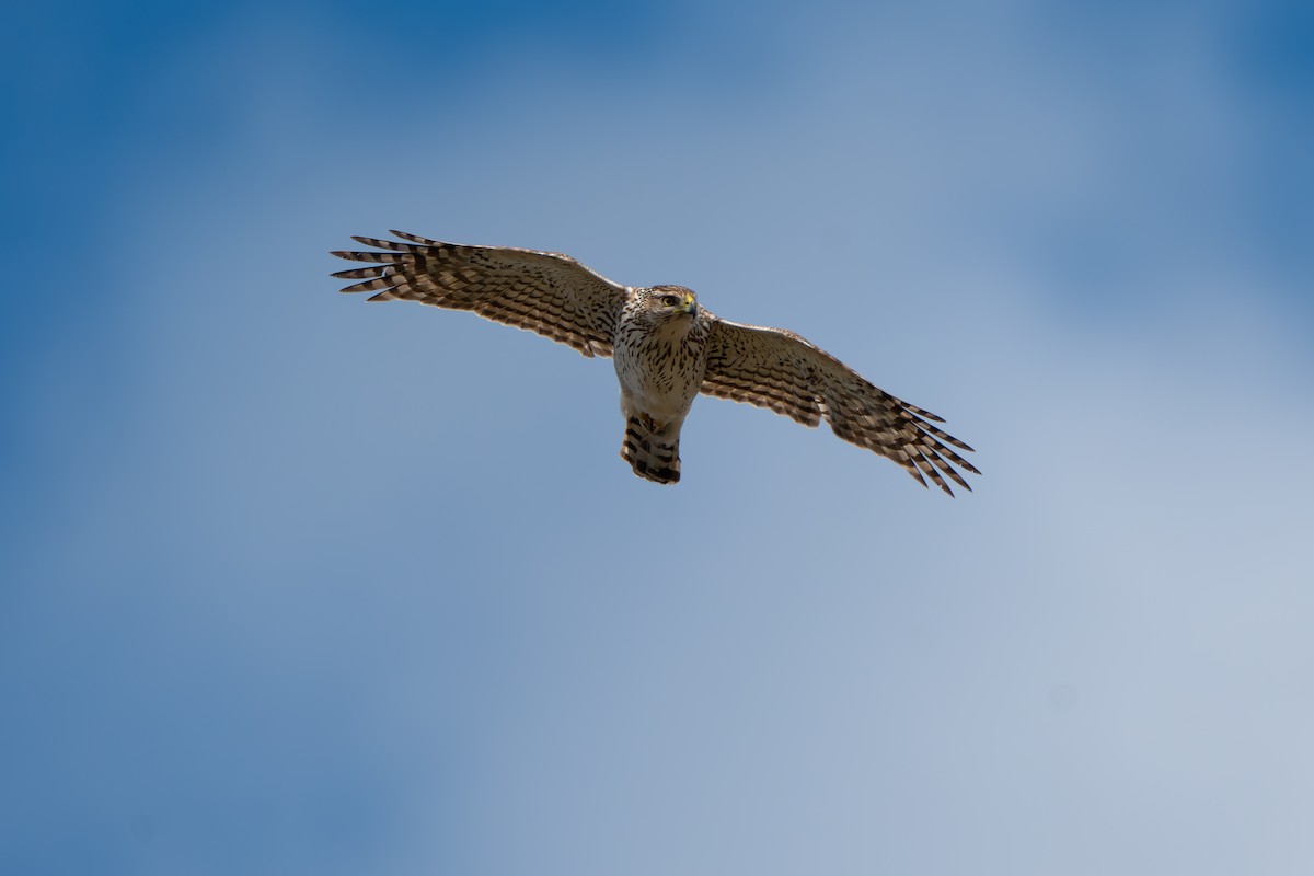 Cooper's Hawk - ML617592862