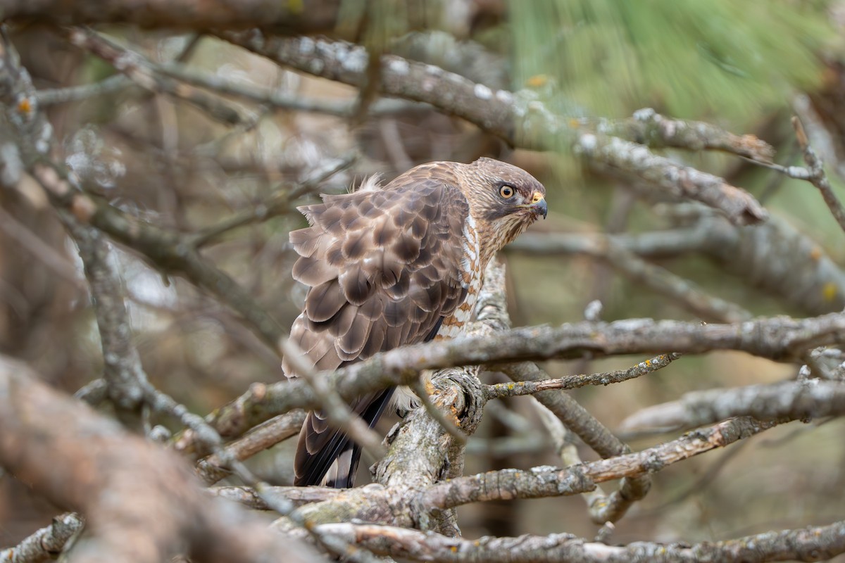 Broad-winged Hawk - ML617592863