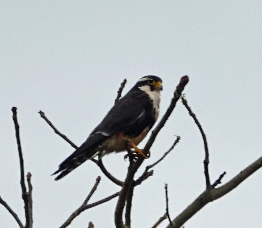 Aplomado Falcon - Jenny Vogt