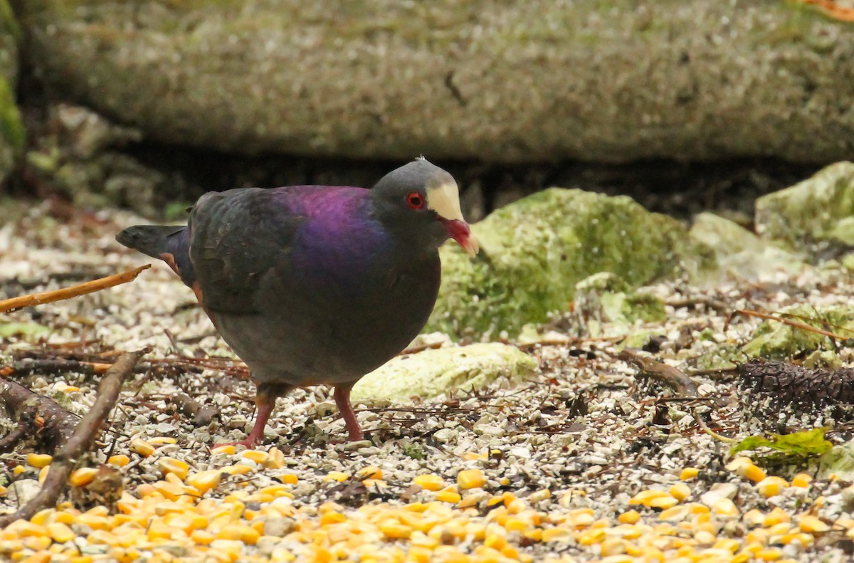 White-fronted Quail-Dove - Scott Watson