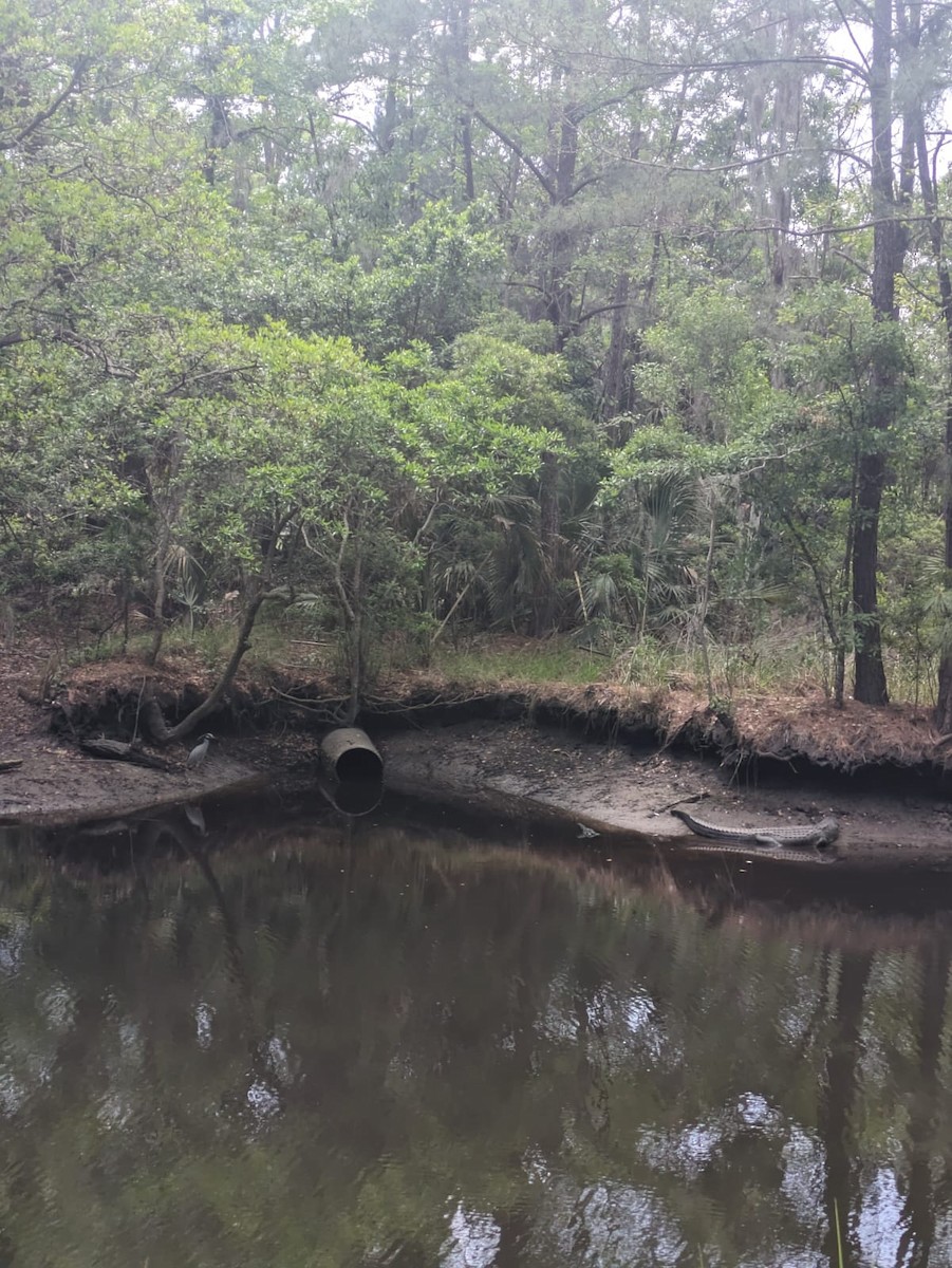 Yellow-crowned Night Heron - ML617592912