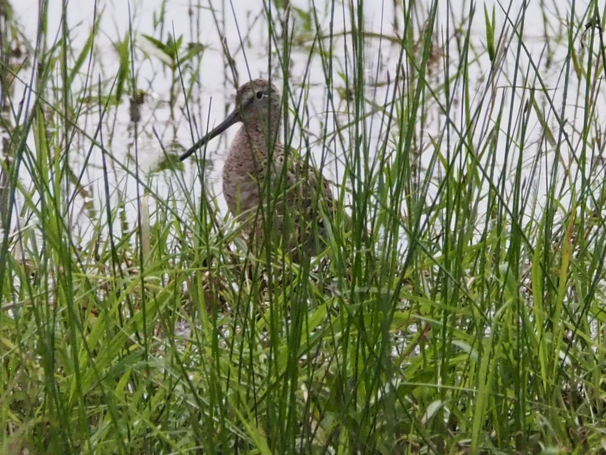 Long-billed Dowitcher - ML617592921