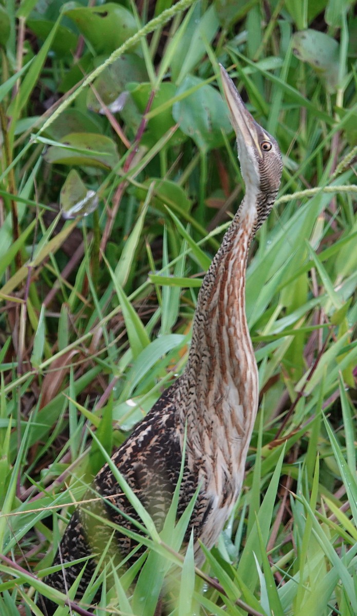 Pinnated Bittern - ML617592942