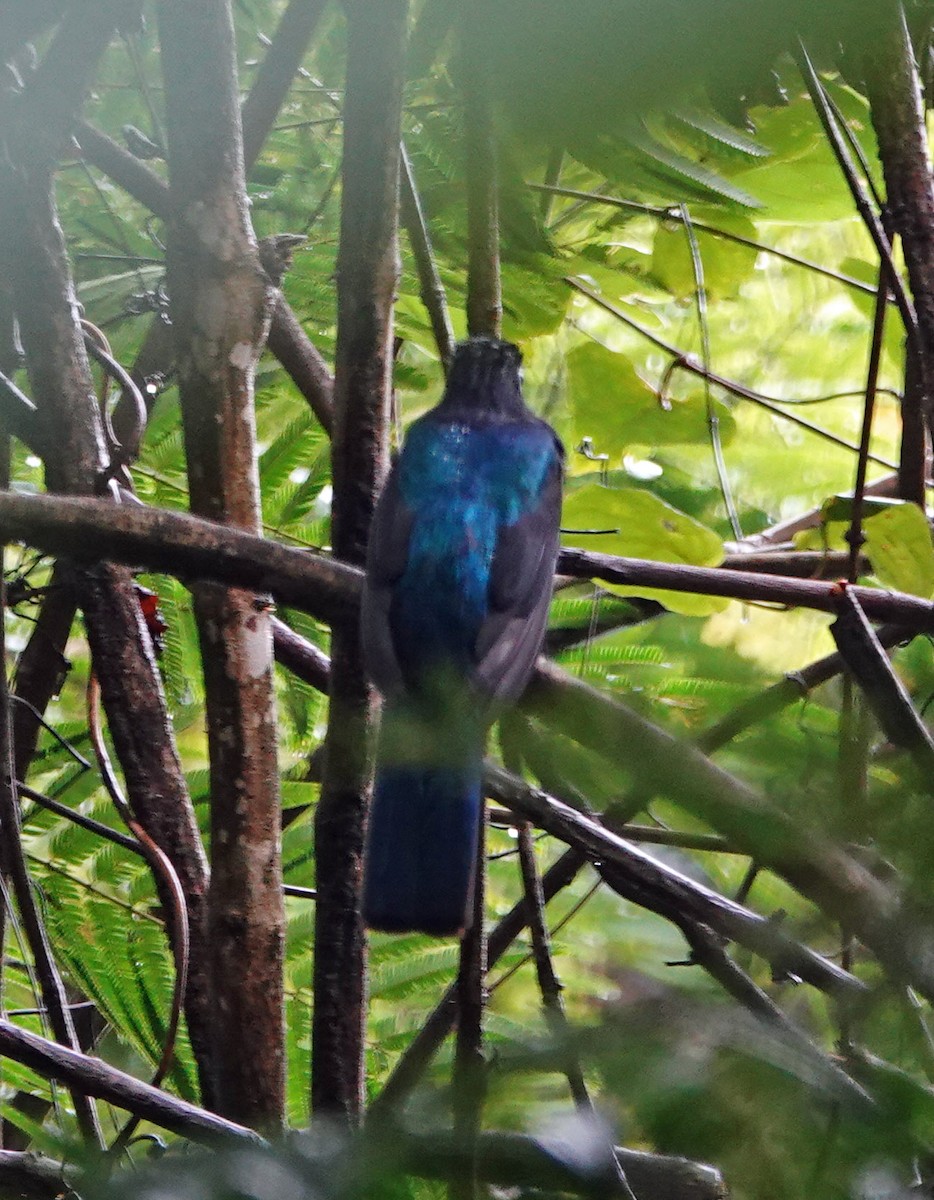 Trogon à queue blanche - ML617592954