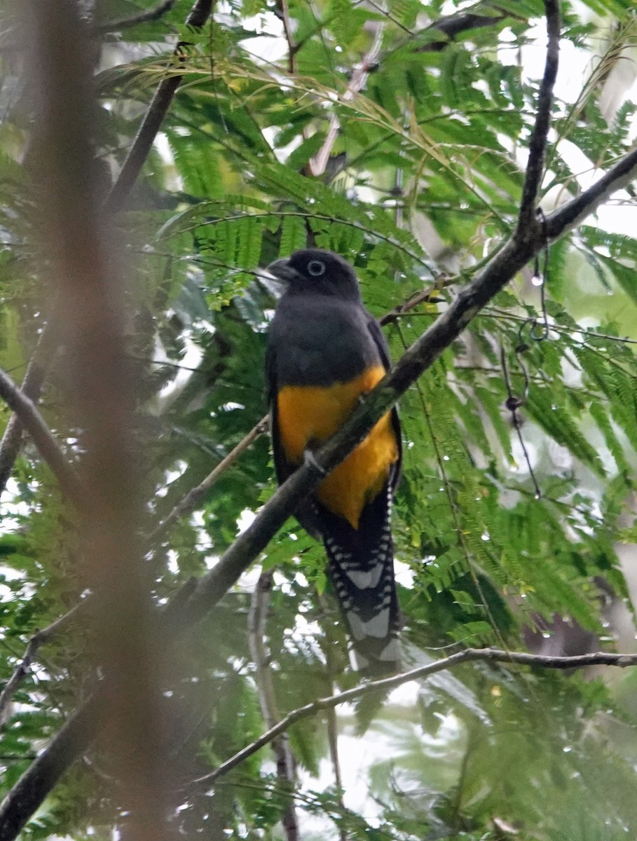 Trogon à queue blanche - ML617592955