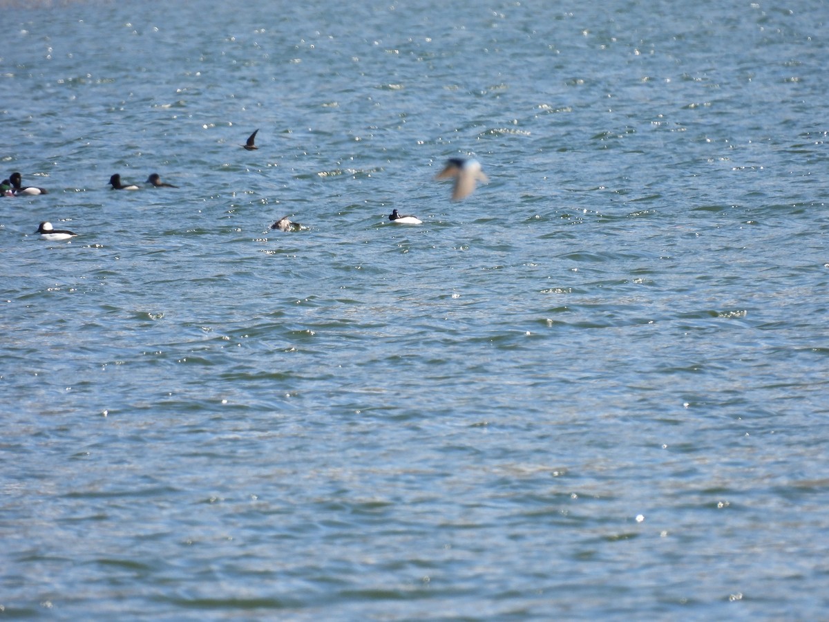 Bufflehead - Donna DeJong