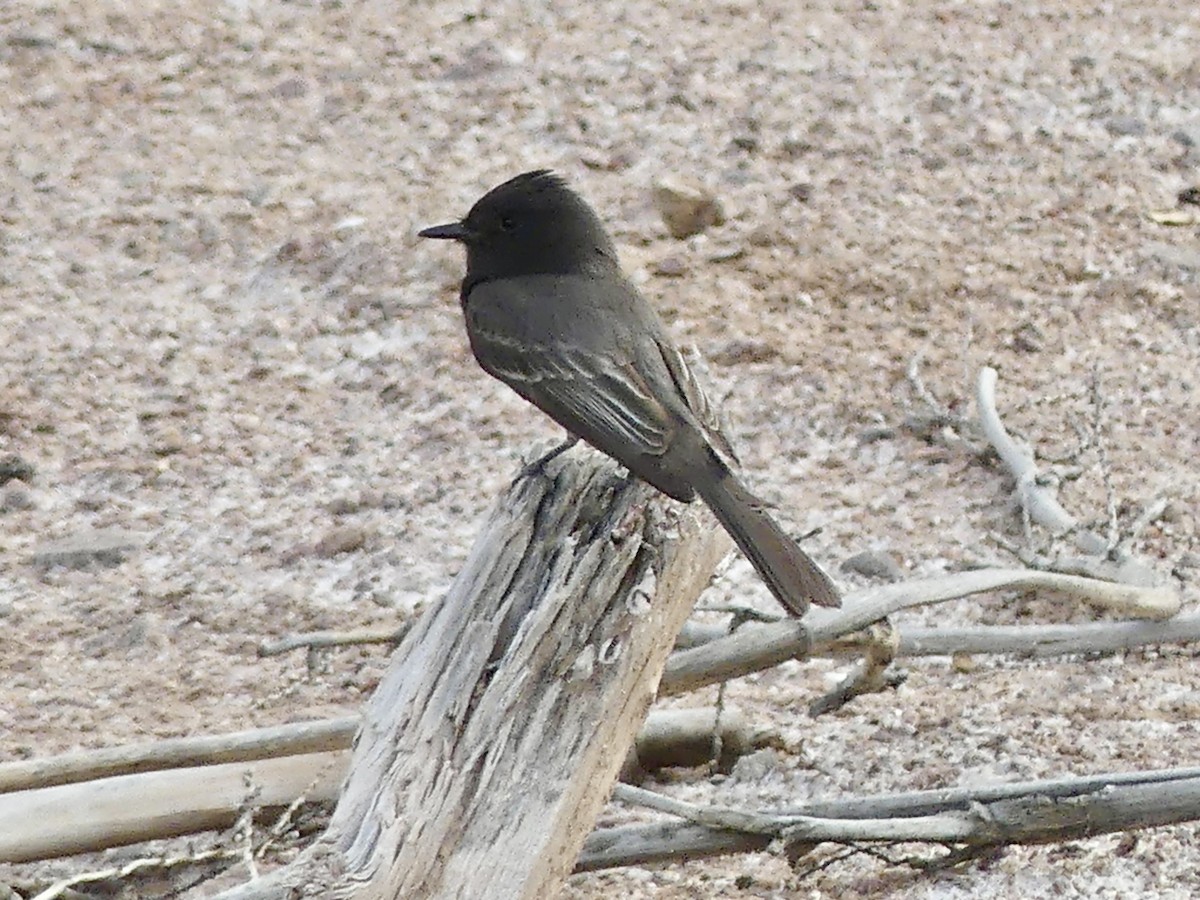 Black Phoebe - Dennis Wolter