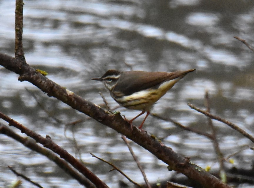 Louisiana Waterthrush - ML617593010