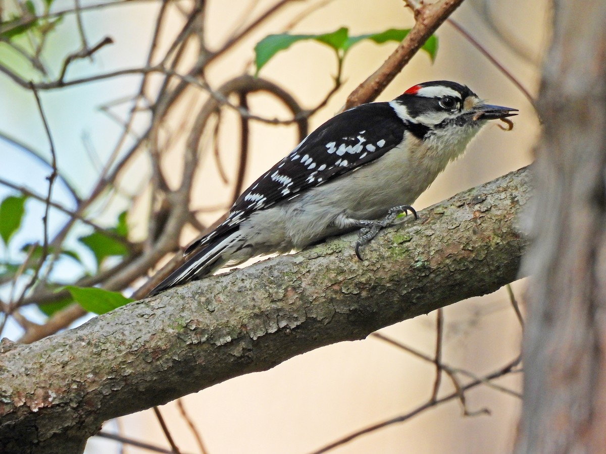 Downy Woodpecker - ML617593040