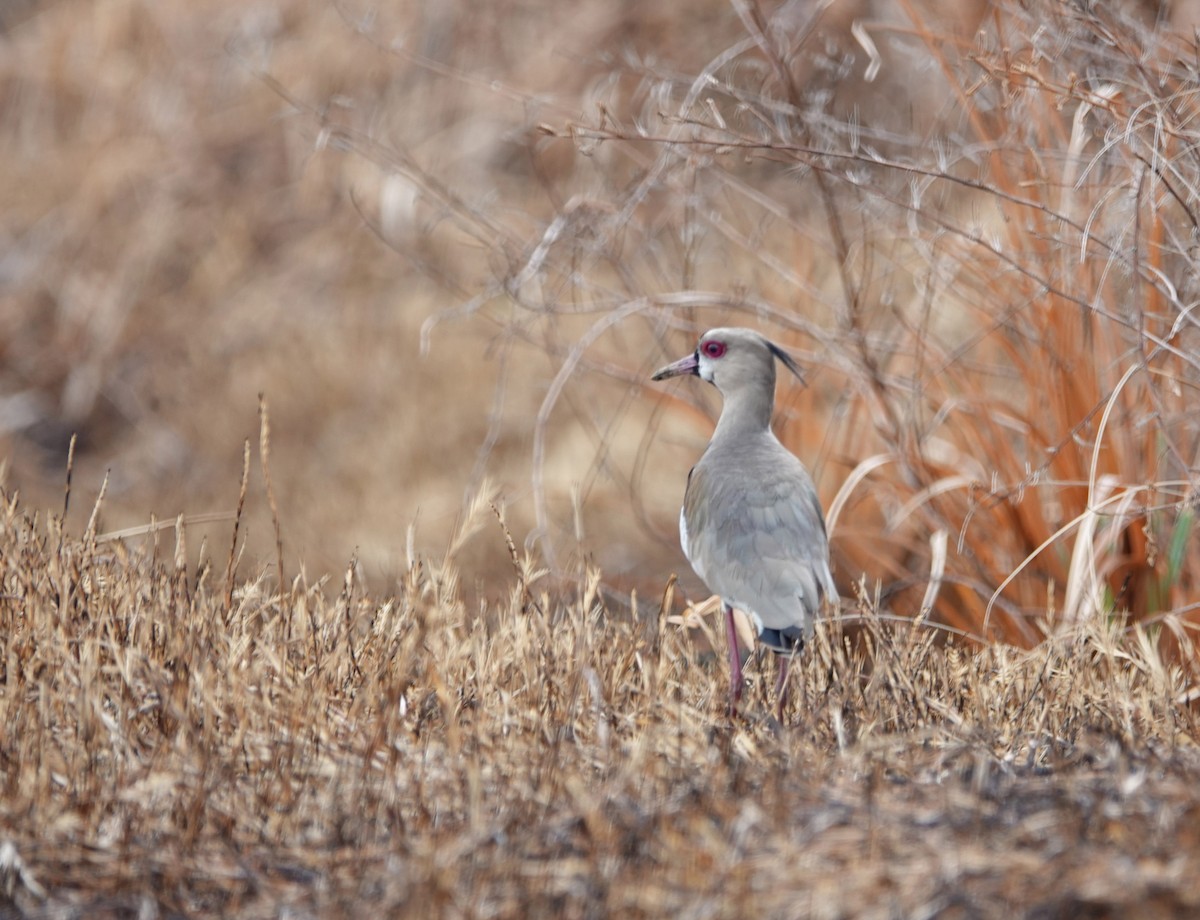 Southern Lapwing - ML617593047