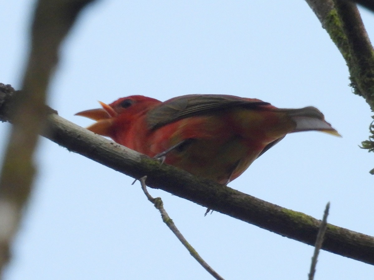 Summer Tanager - Urs Geiser