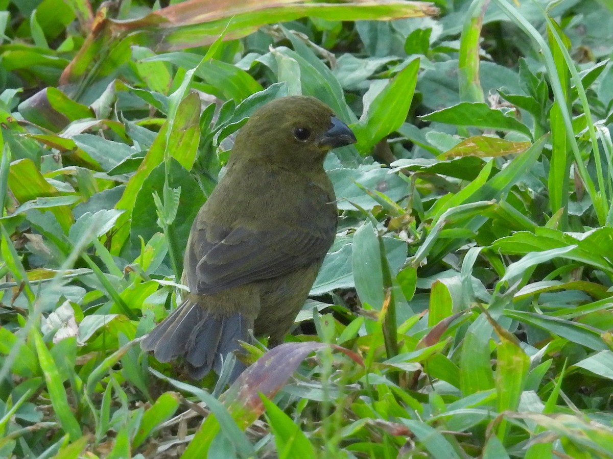 Variable Seedeater - Urs Geiser